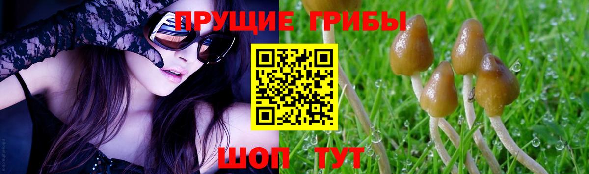 хочу   Галлюциногенные грибы Psilocybe  Вход с VPN  Владивосток 